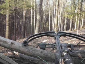crossbow resting on tree in woods