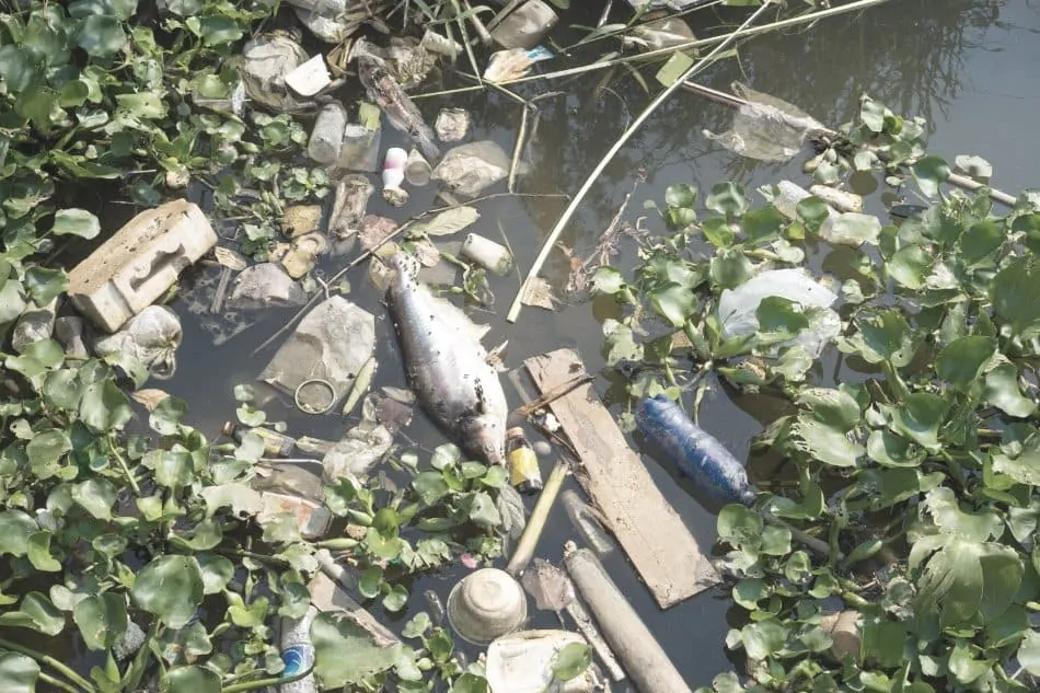 dead fish in polluted water alongside rubbish