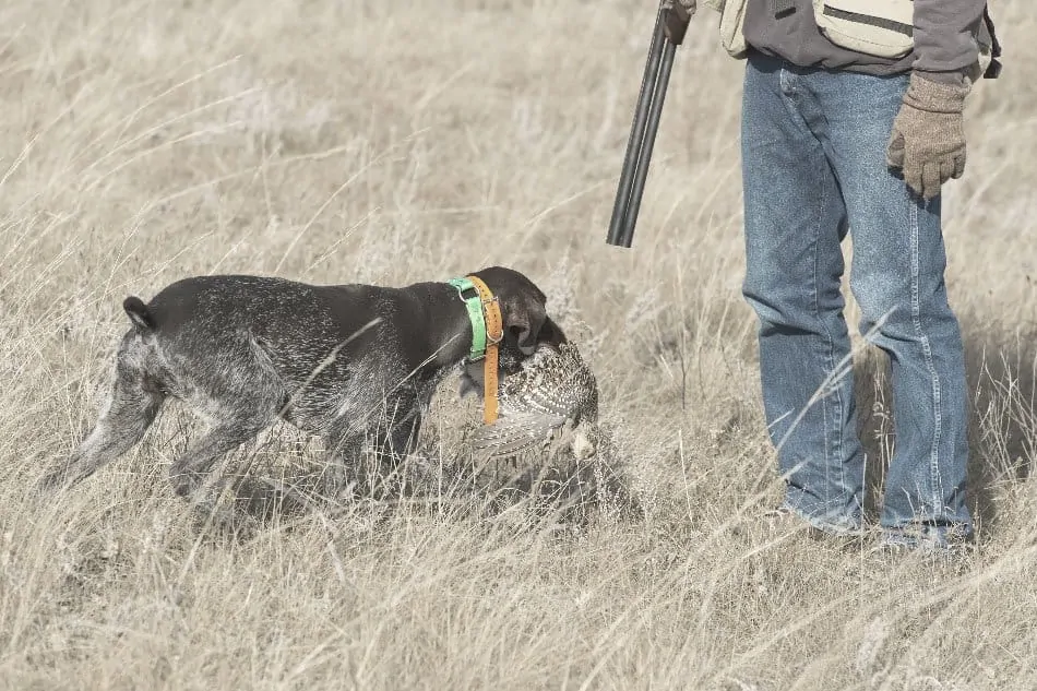 hunting dog retrieving duck and returning it to hunter