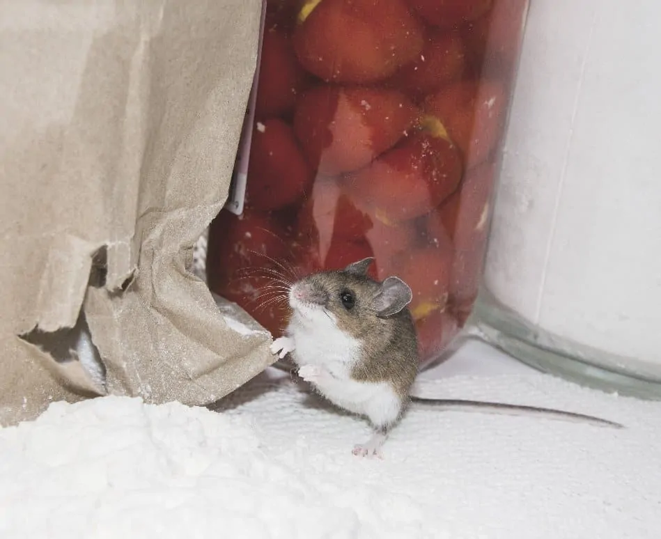small rodent chewing through food storage in kitchen cabinet