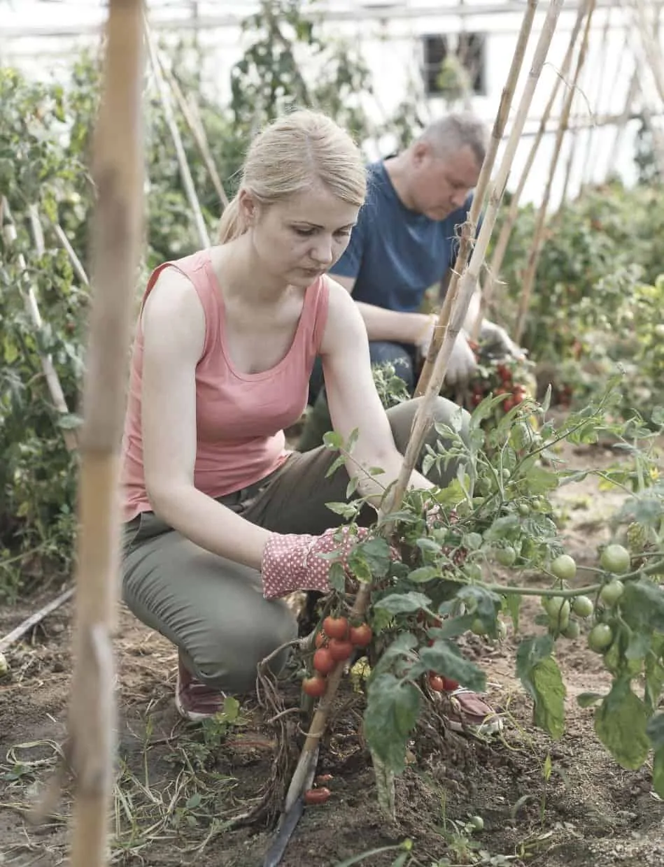 male and female in garden tending to tomatoes living off grid