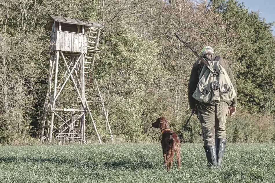 hunter with rifle and hunting dog walking towards high seat hunting platform in outdoors