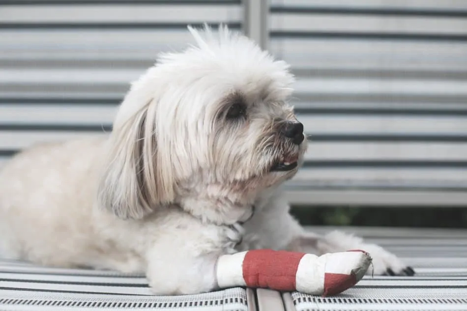 small dog lying on floor with red bandage on paw after injury