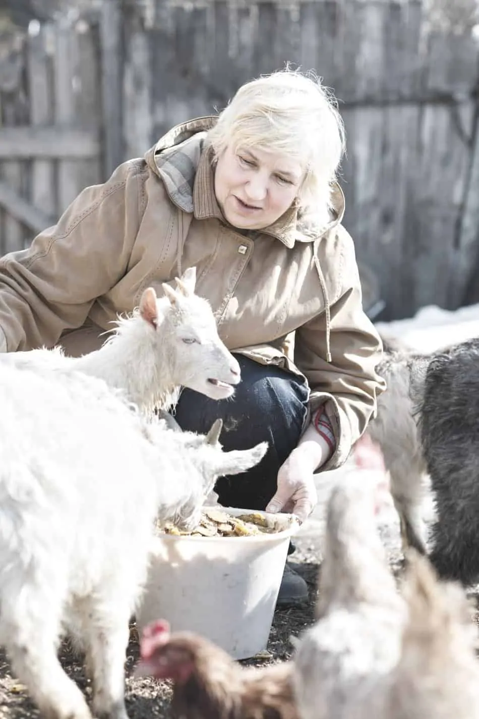 woman feeding livestock at home