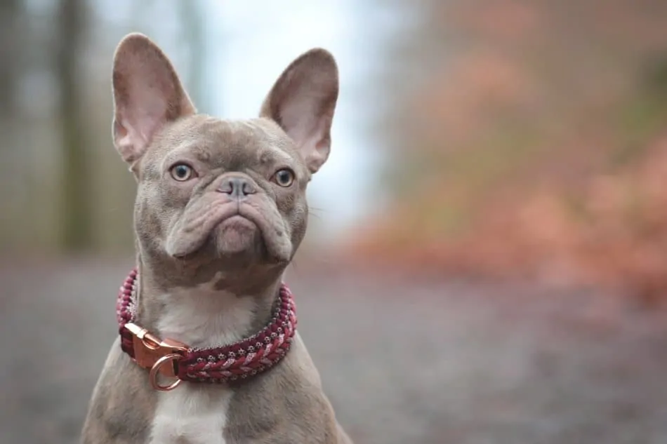 dog in woods with paracord collar