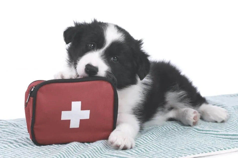 small puppy lying on ground with first aid kit