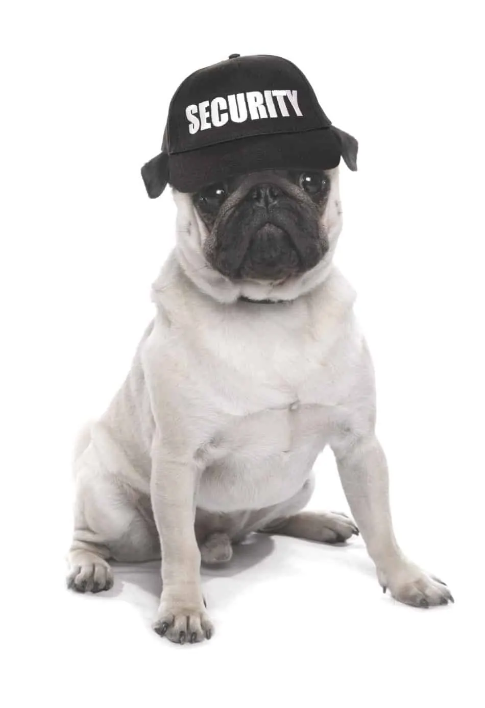 security guard dog pug wearing a hat that says security