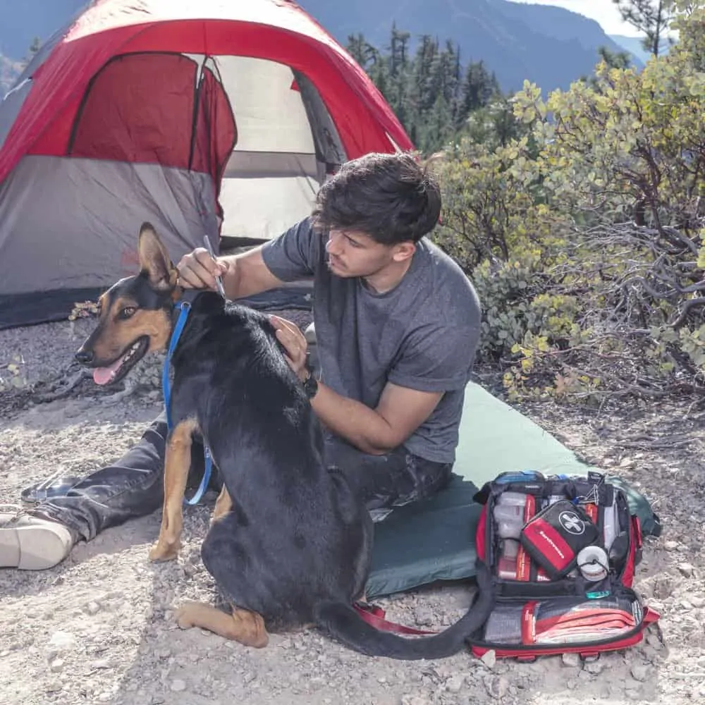 man using tweezers from large first aid kit to remove tick from dog in outdoors