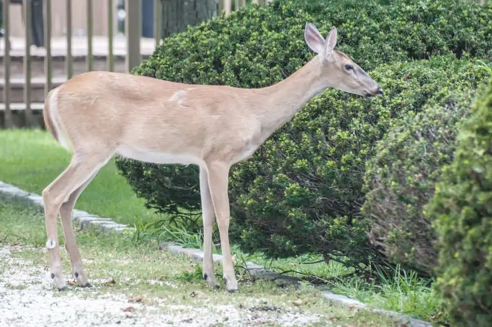 deer in garden amongst shrubs