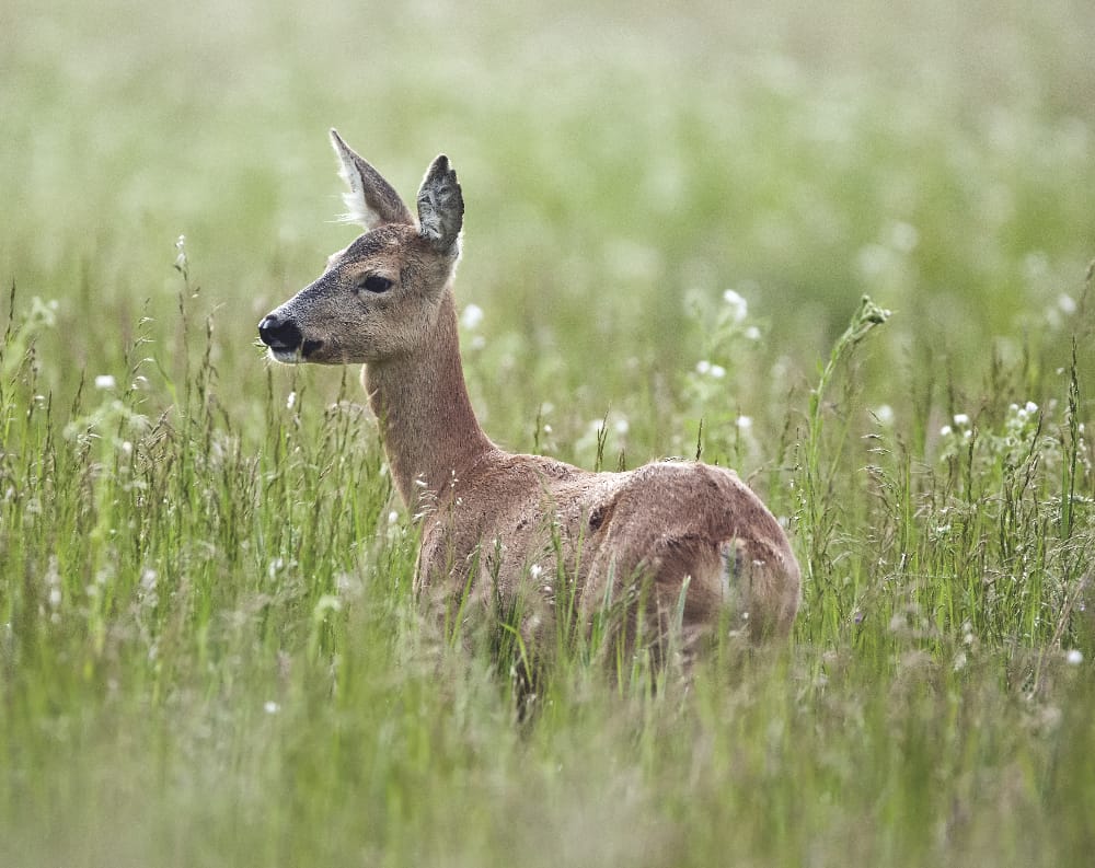 deer in grass on field