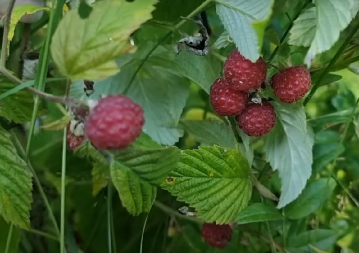 Berries and Fruits