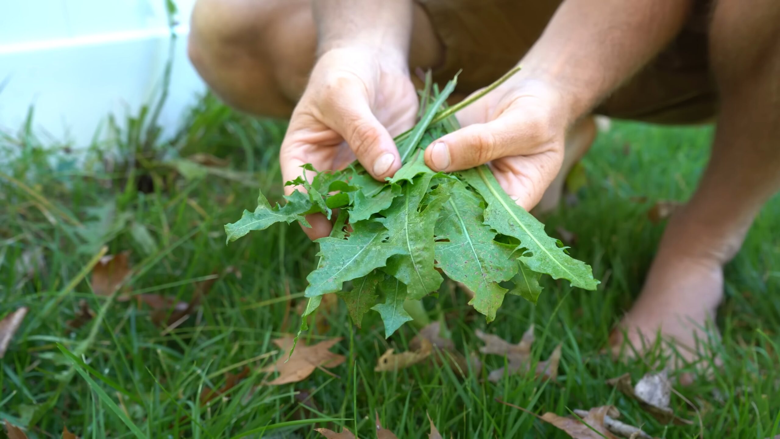 Foraging