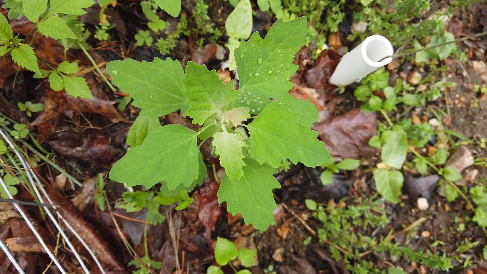 Wild Spinach